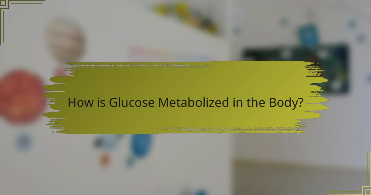 How is Glucose Metabolized in the Body?